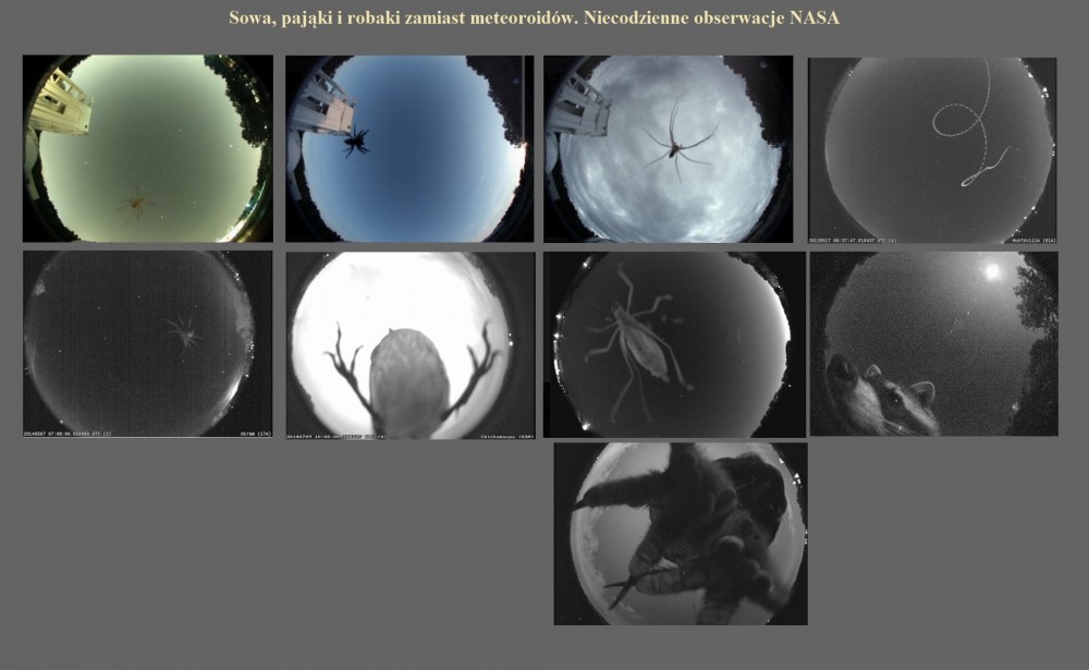 Sowa, pająki i robaki zamiast meteoroidów. Niecodzienne obserwacje NASA.jpg