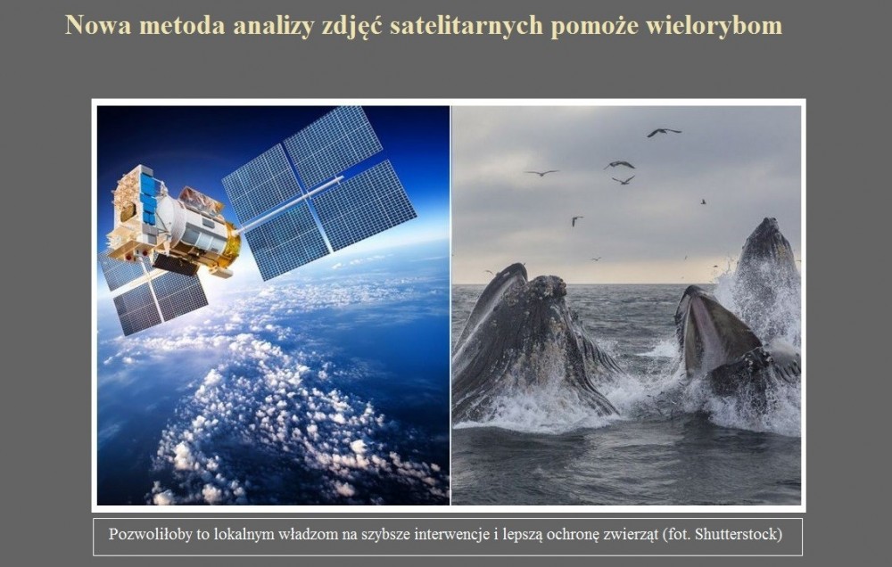 Nowa metoda analizy zdjęć satelitarnych pomoże wielorybom.jpg
