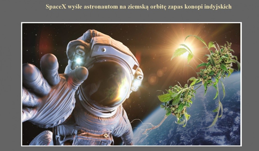 SpaceX wyśle astronautom na ziemską orbitę zapas konopi indyjskich.jpg