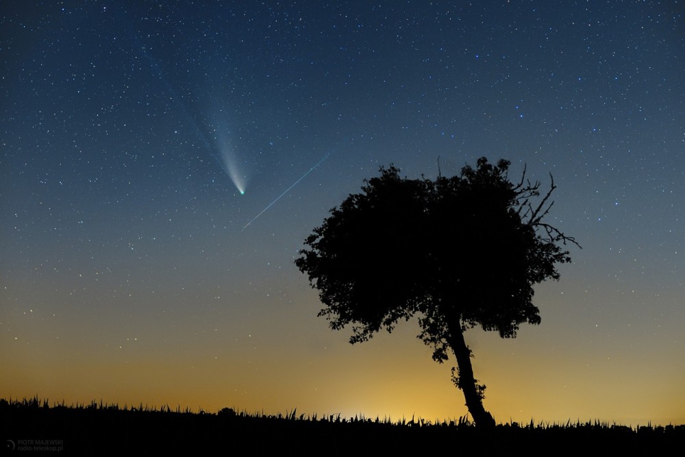 2020-07-23_Comet-2020-F3-NEOWISE_tree_Perseid_web.jpg