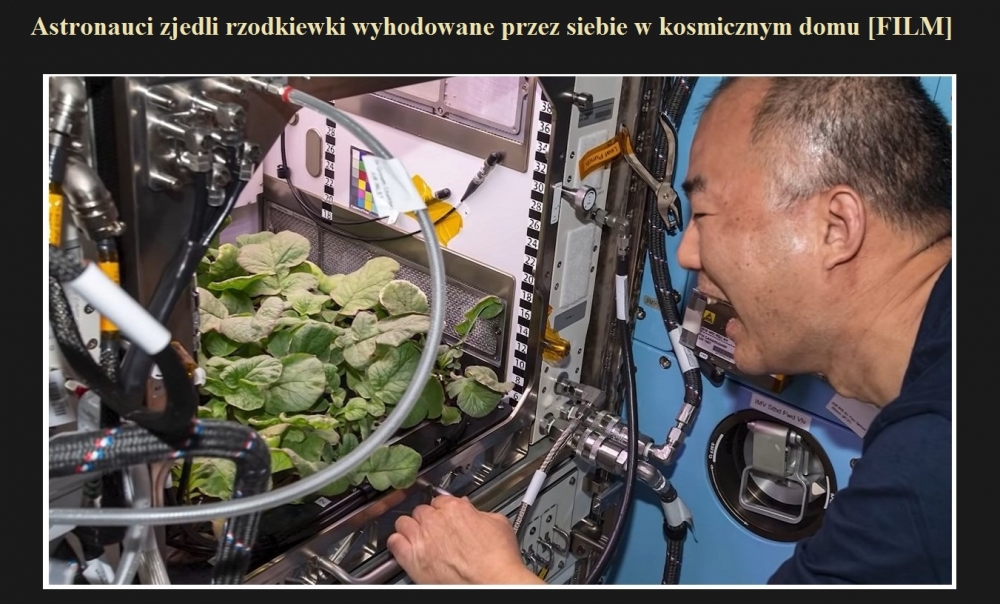 Astronauci zjedli rzodkiewki wyhodowane przez siebie w kosmicznym domu [FILM].jpg