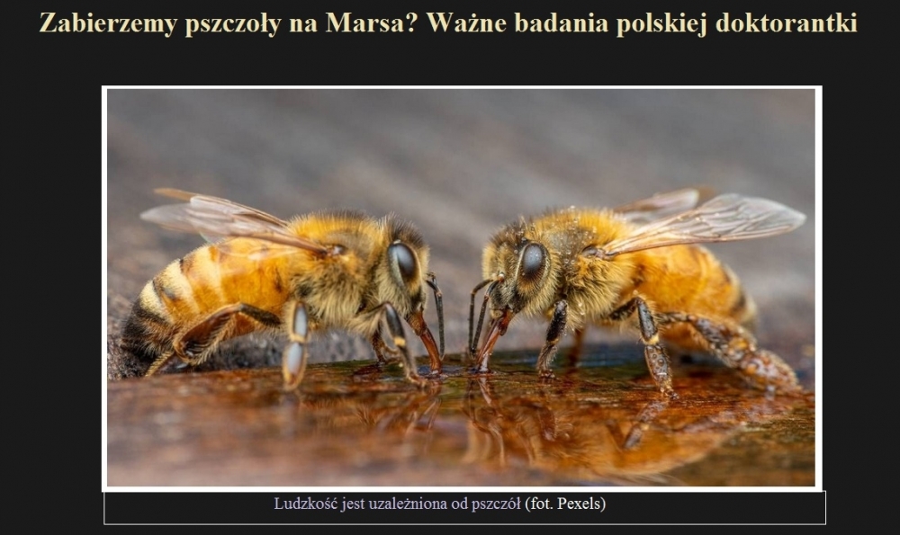 Zabierzemy pszczoły na Marsa Ważne badania polskiej doktorantki.jpg