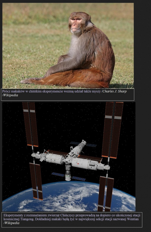 Chiny wysyłają małpy w kosmos, aby te tam kopulowały. Wszystko w imię nauki.jp2.jpg